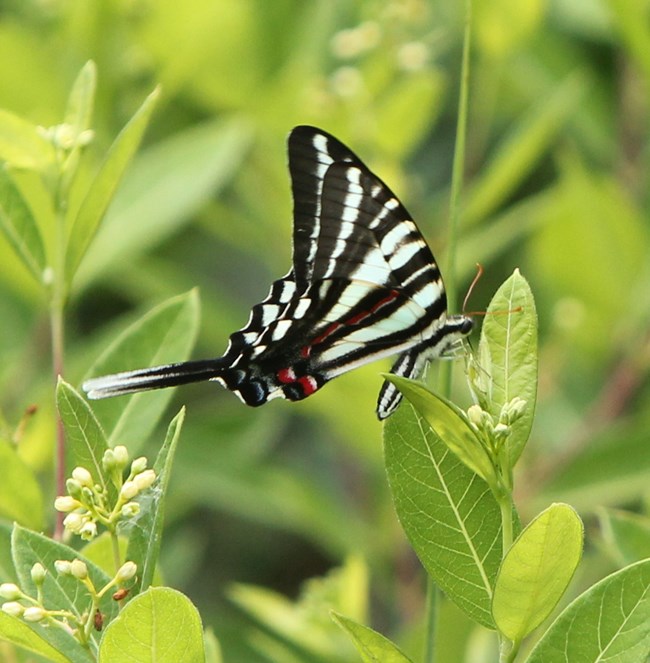 A black and white striped butterfly on a green plant.