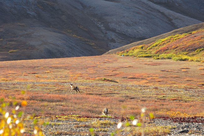 Caribou