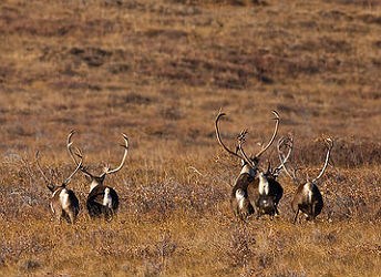 caribou on the tundra