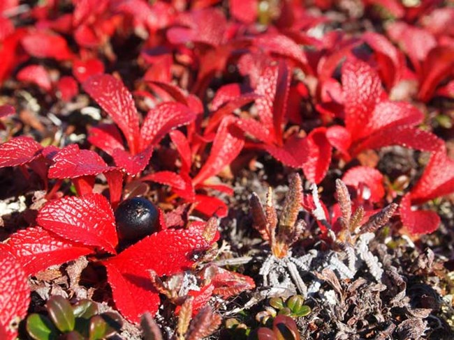 red fall leaves on plant
