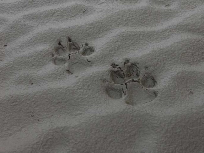 wolf track in sand wolf track in sand