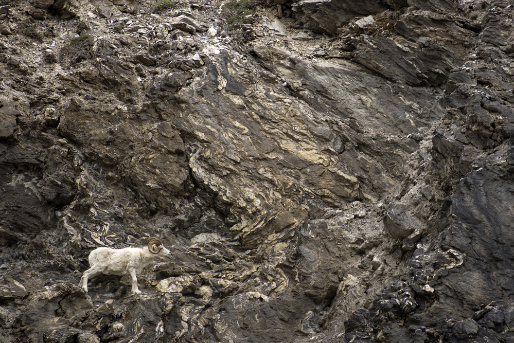 Dall Sheep Ram A ram works its way across steep terrain