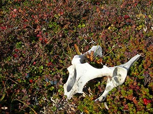caribou bones on tundra