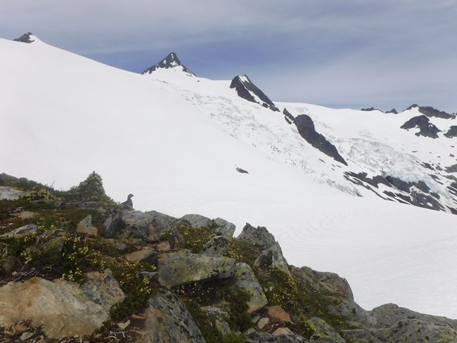 A Ptarmigan looks out over the Sulfide Glacier from the Upper Bivy sites