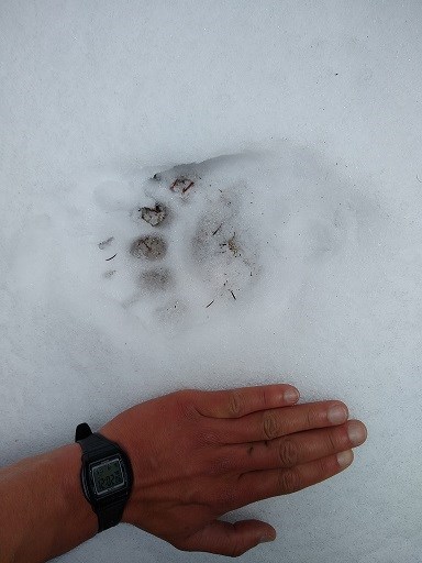 Bear track in the snow