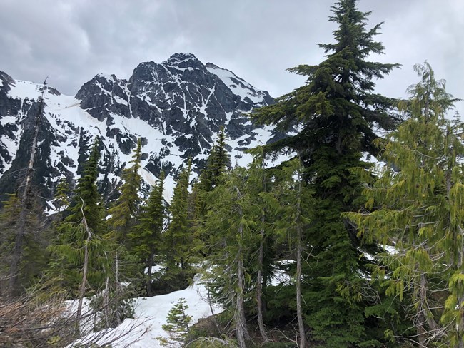 Snowy mountain peaks with evergreen trees in the foreground