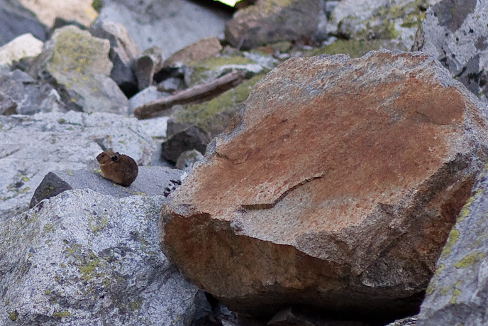 A pika. EEE! NPS/Karlie Roland A pika. EEE! NPS/Karlie Roland