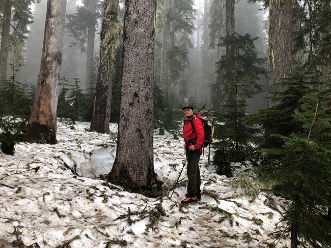 Park ranger standing on top of deep snow in thick forest of trees.