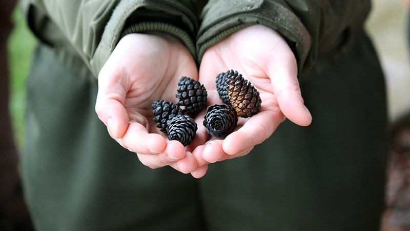 Lodgepole pine cones after a fire.
NPS Photo