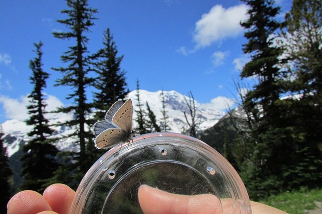 Small butterfly perched on a plastic lid.