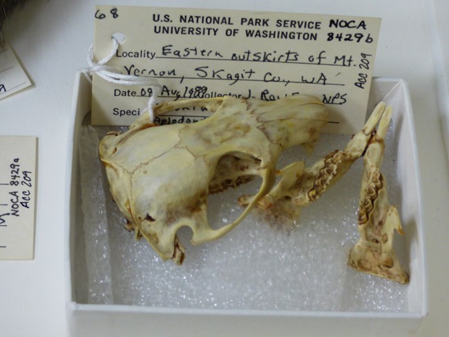 Animal skull in a white box with an index card