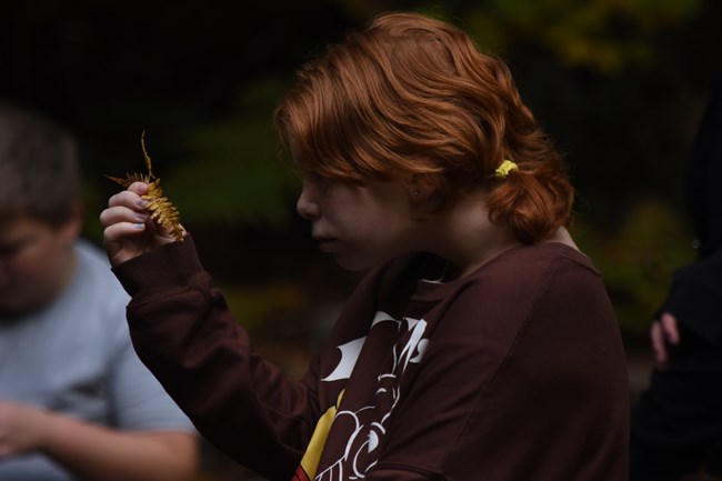 Child looking at a yellow fern.