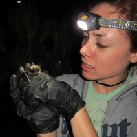 Rochelle Kelly examining a bat. Photo:©Rochelle Kelly