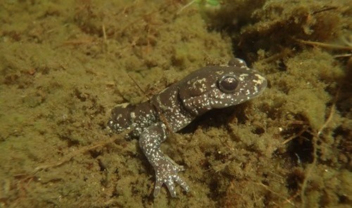Long-toed salamander emerges from the lake substrate.