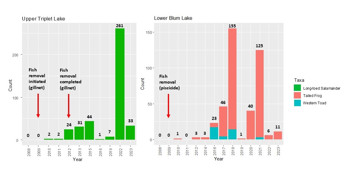Figure 1. The result of fish removal efforts in Upper Triplet Lake and Lower Blum Lake.