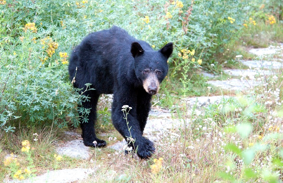 American Black Bear (U.S. National Park Service)