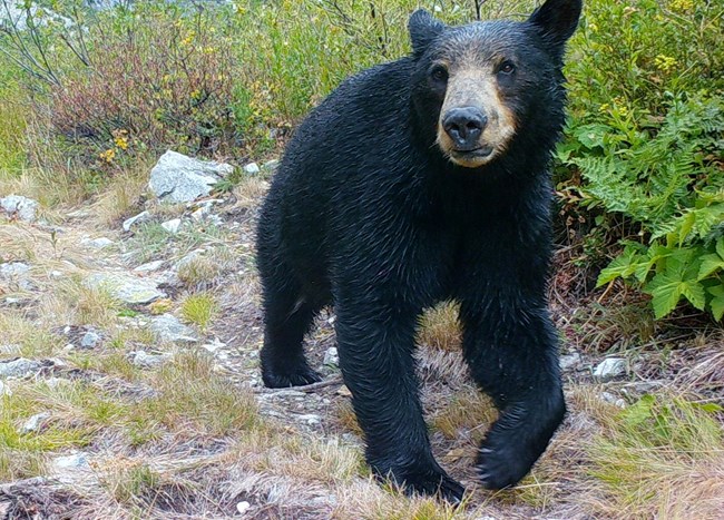 Black bear walks through the forest.