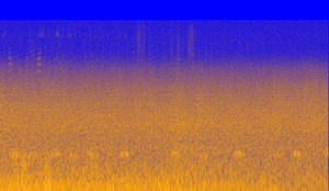 Grouse drumming