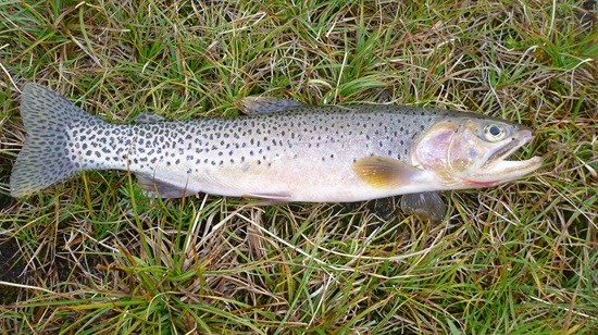 Westslope cutthroat trout are native to the North Cascades.