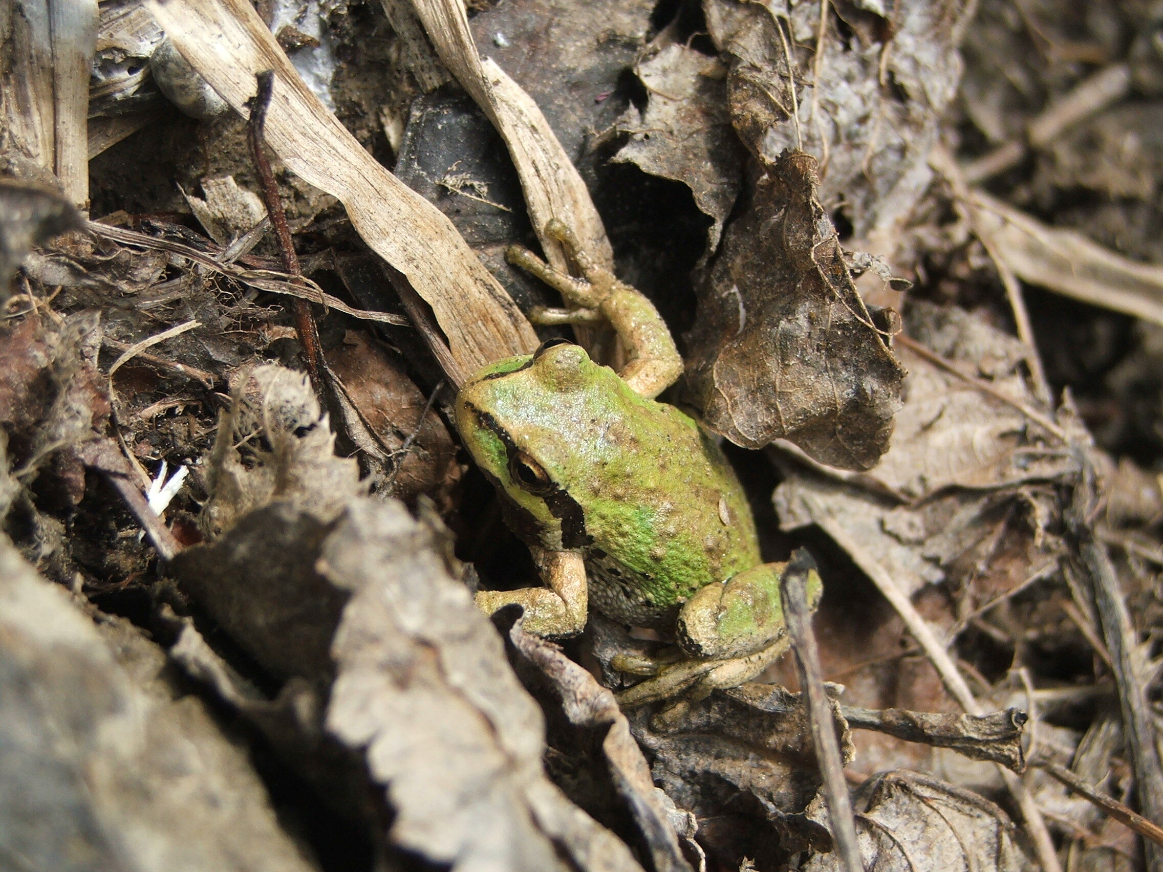 Pacific-tree-frog.jpg?maxwidth\u003d650\u0026autorotate\u003dfalse