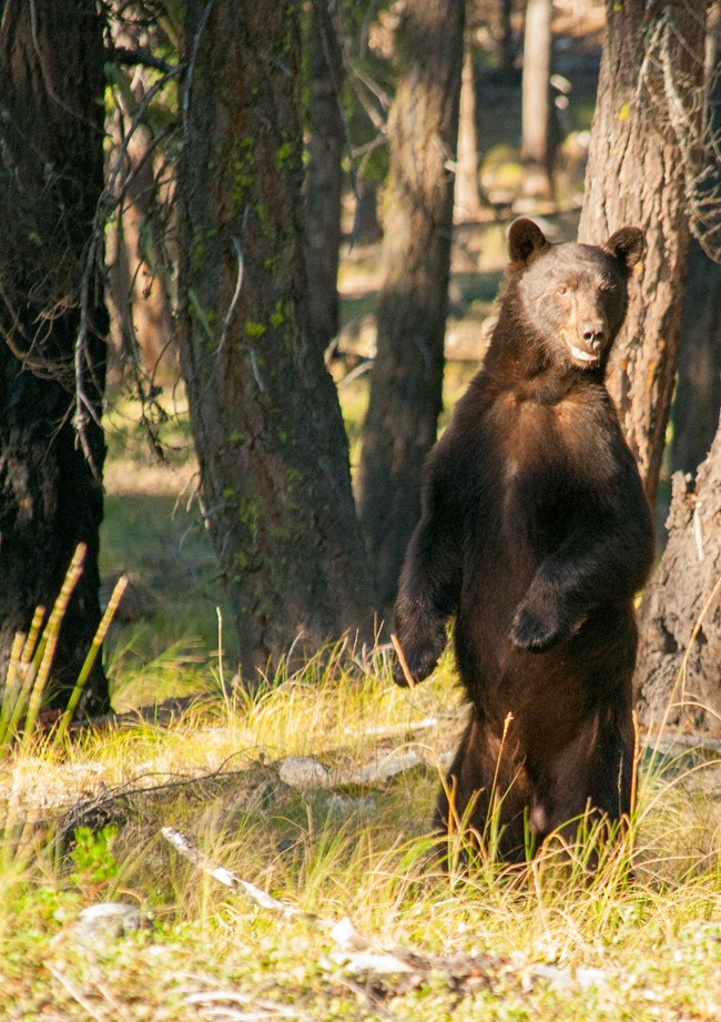 black bear standing on hind legs in open forest black bear standing on hind legs in open forest