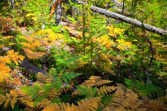 There are yellow and green ferns above the forest floor
