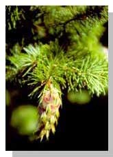 Douglas Fir Cones