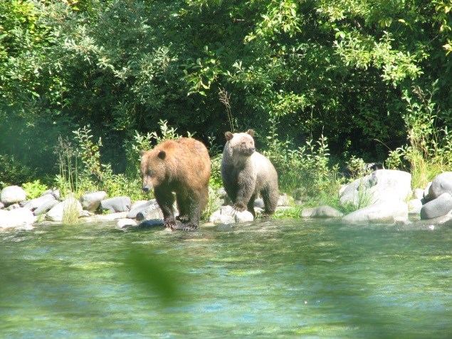 grizzly bears stand on rocks next to water