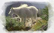 Mountain Goat