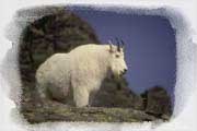 Stuffed animal mountain goat - North Cascades Institute