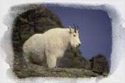 Mountain Goat