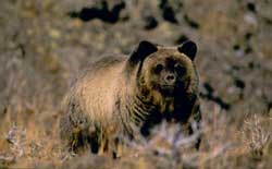 A Grizzly Bear