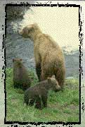 Grizzly mother and cubs