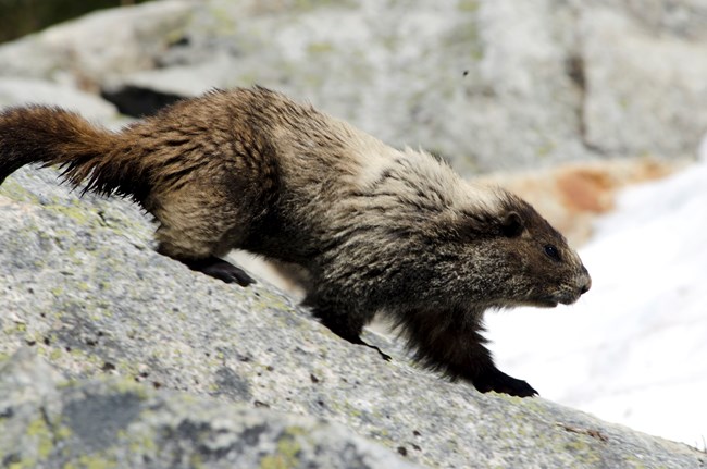A marmot walks downward on a rock