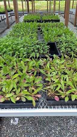 An assortment of newly-transplanted plants which will be used to restore trampled areas along the popular Sahale Arm trail.