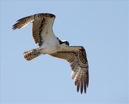 An osprey flying with its wing bent