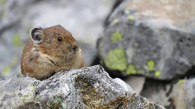 A pika, a small mammal, sits on a rock.