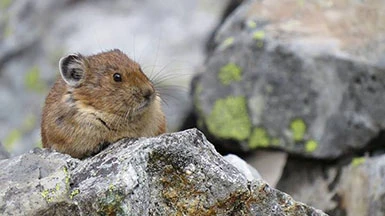 American pika (Ochotona princeps) A pika, a small mammal, sits on a rock.