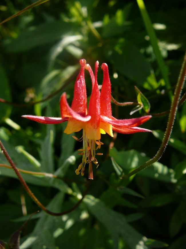 A red flower is in front of green vegetation