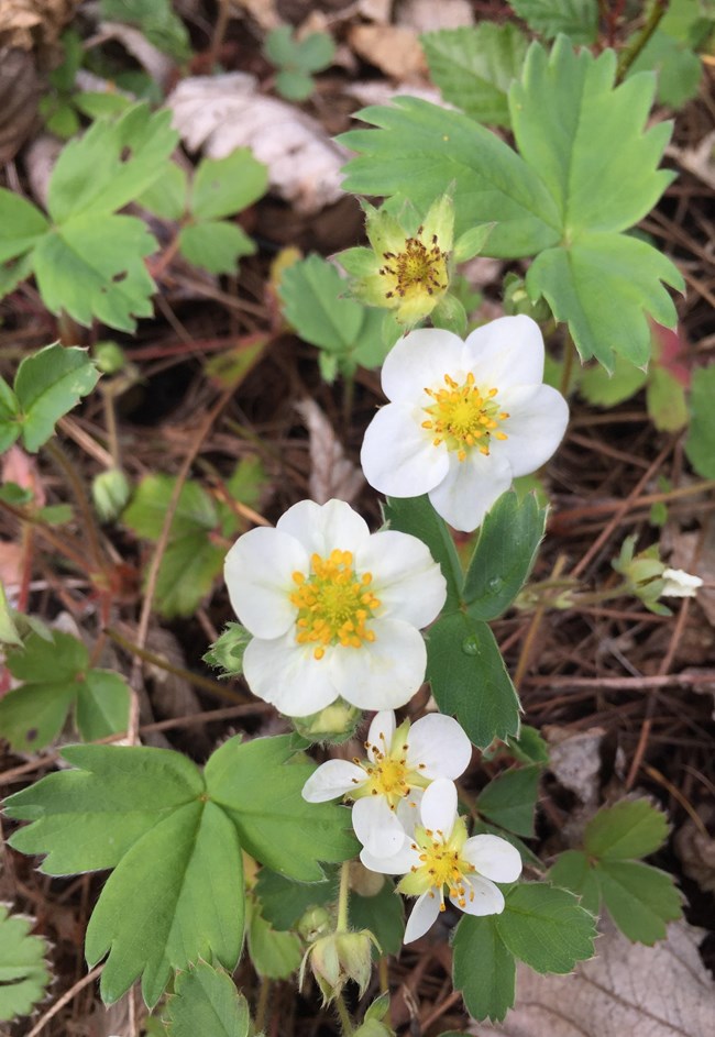 Native berries such as this wild strawberry, and Subalpine Huckleberry are also grown.