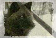 Wolf Wolf