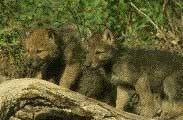 Wolf pups
