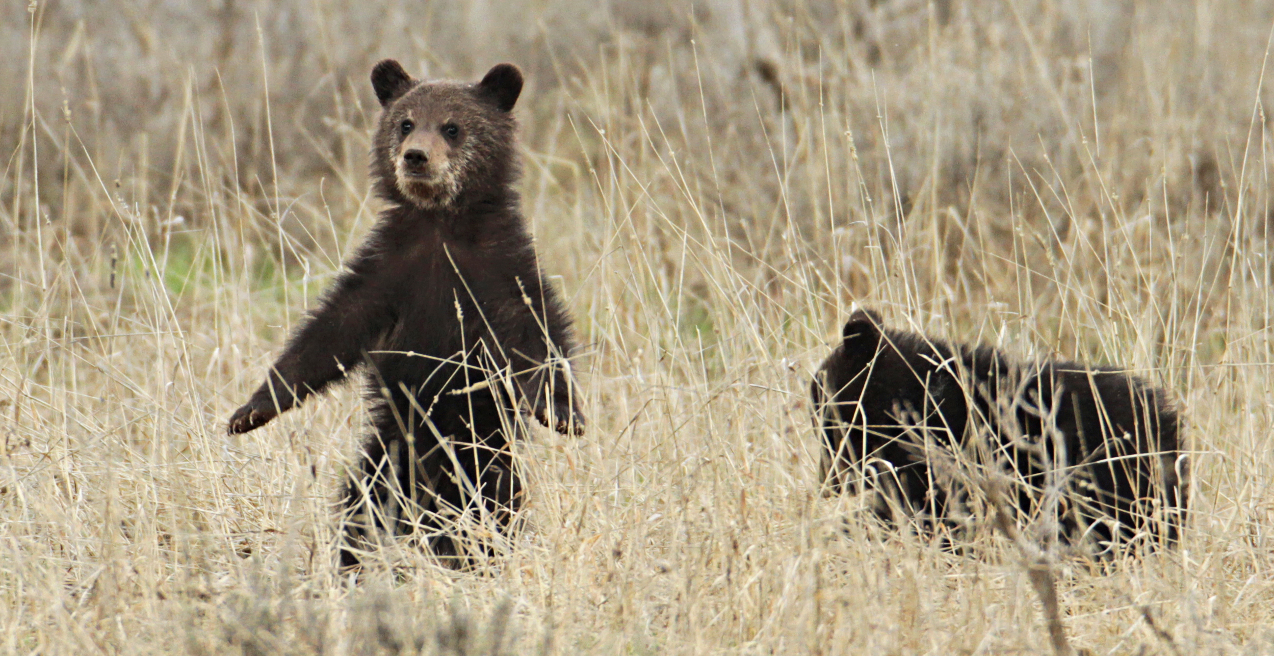 Two grizzly bear cubs in a grass field