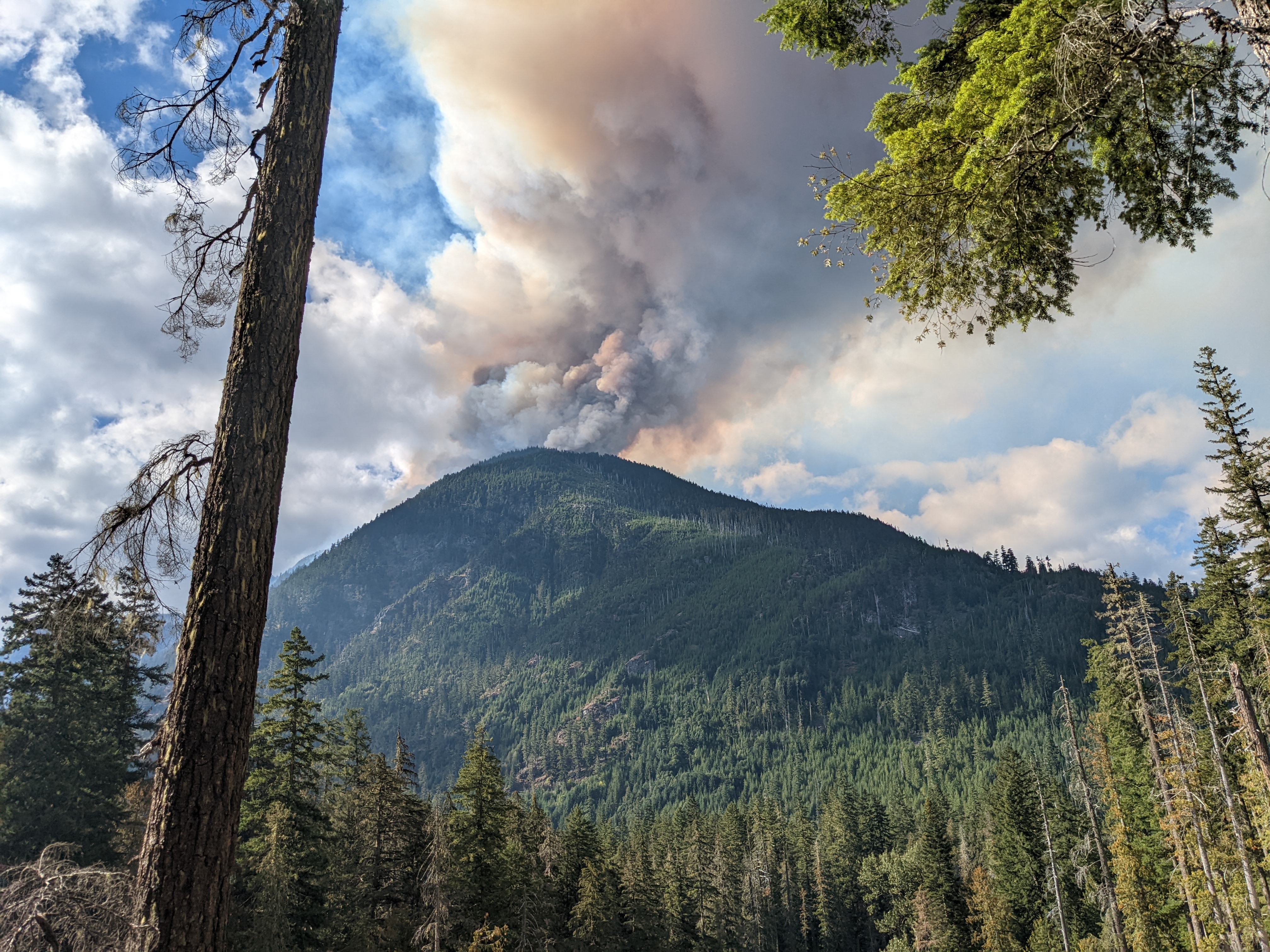 Smoke column rises above a mountain with trees in the foreground