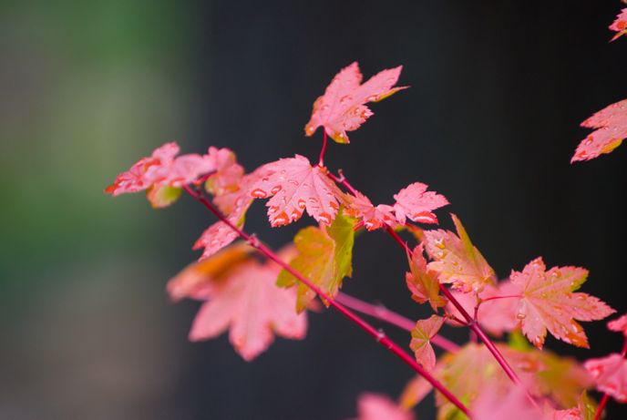 Wet vine maple leaves near the Environmental Learning Center. Image: NPS Photo