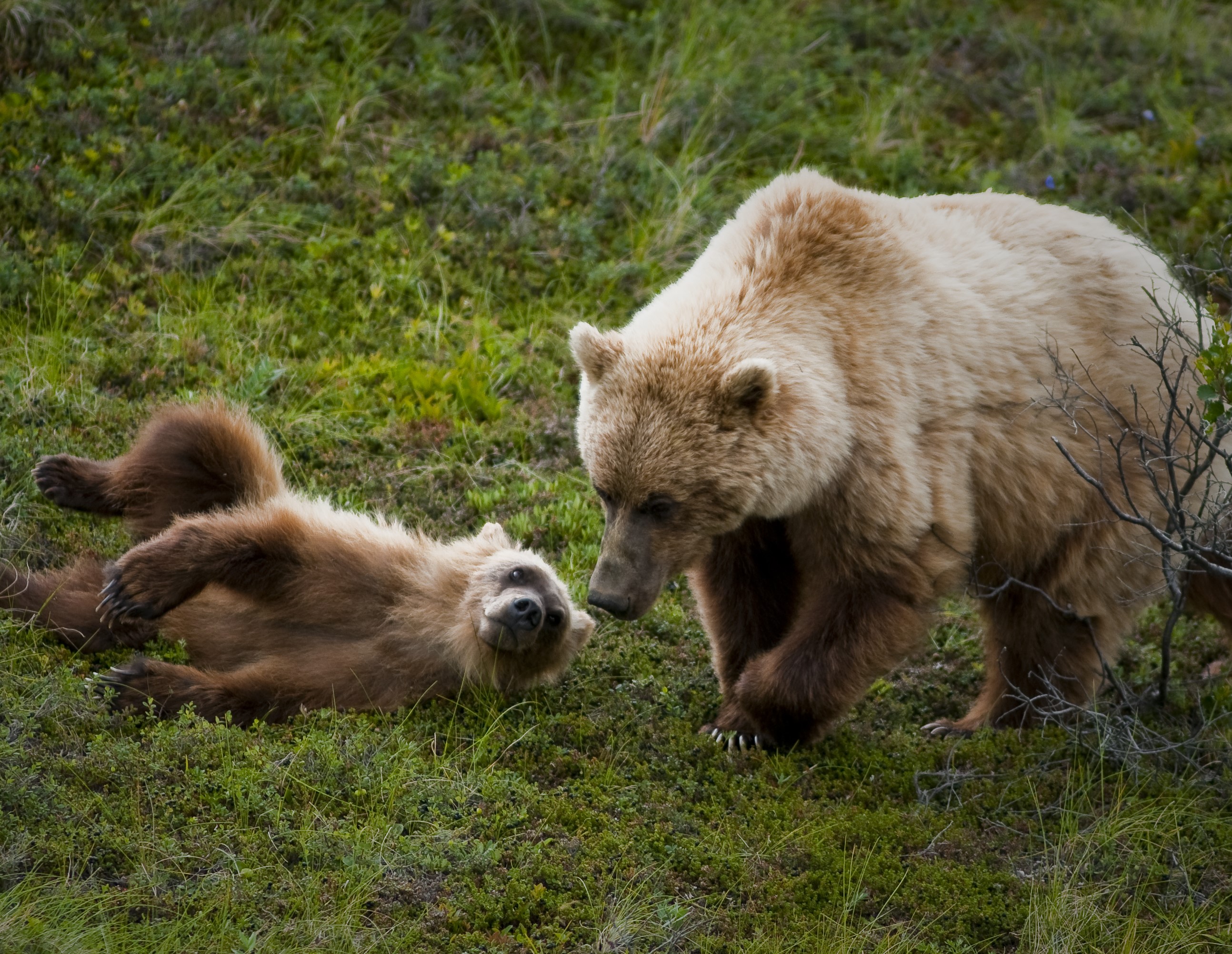 Grizzly bear sow and cub in lush green foliage.