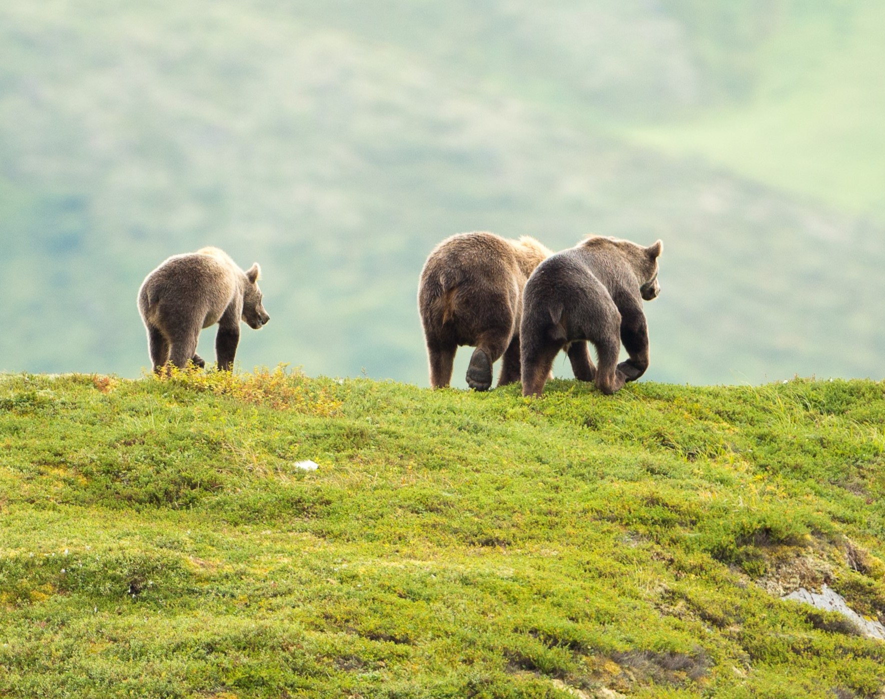 Three bears walk across a grassy ridge