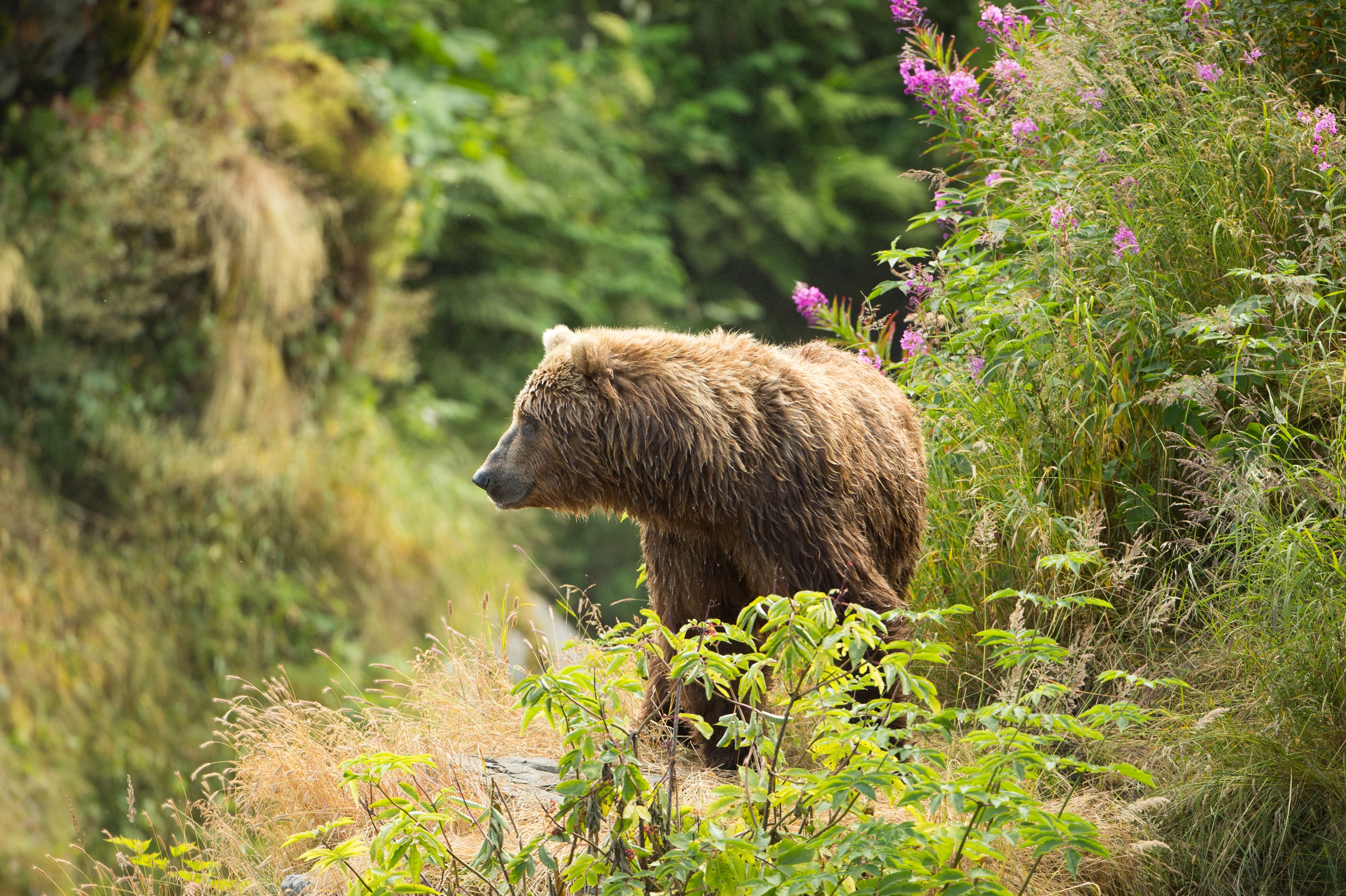 Blonde grizzly bear surrounded by green foliage