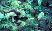 Mosses and a slug eating a mushroom