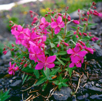 fireweed fireweed